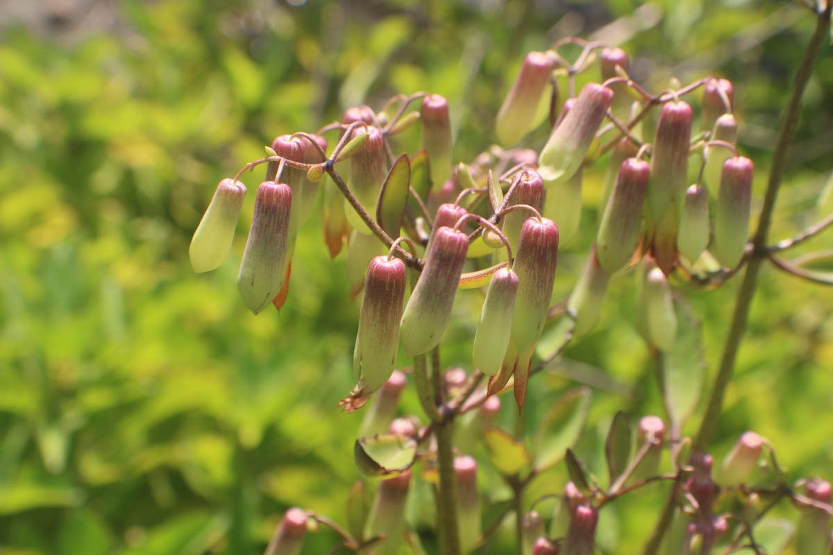 Kalanchoe pinnata (Lam.) Pers.